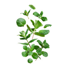 Cut out mint. Flying green fresh mint, peppermint, lemon balm, melissa leaves isolated on white...