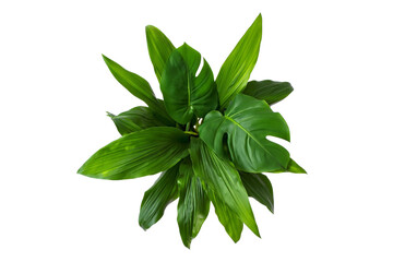 Lush green monstera plant top view isolated on transparent background