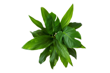 Lush green monstera plant top view isolated on transparent background