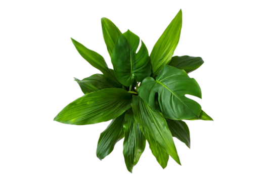 Lush green monstera plant top view isolated on transparent background