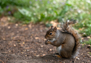 A gray squirrel enjoys a treat, perched on the ground amidst blurred brown and green hues. A focused shot of the animal in its natural setting