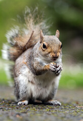An adorable Eastern gray squirrel, holding a treat, looks directly at the camera, sitting on the ground with a blurred background. A close-up shot