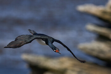 Rock Shag (Phalacrocorax magellanicus) flying along the coast of Carcass Island in the Falkland...