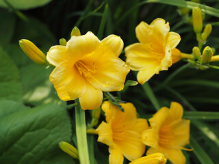 Fototapeta premium Daylilies