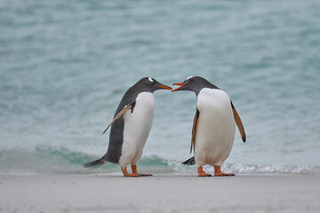 Gentoo Penguin (Pygoscelis papua) on a sandy beach after coming ashore on Carcass Island in the Falkland Islands.