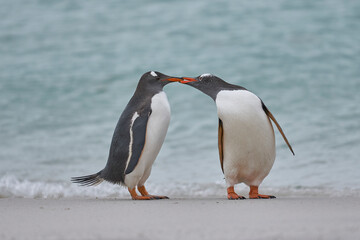Gentoo Penguin (Pygoscelis papua) on a sandy beach after coming ashore on Carcass Island in the Falkland Islands.