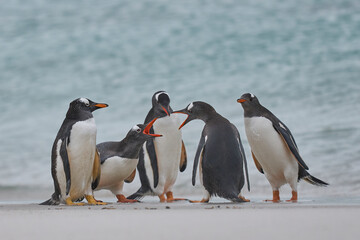 Fototapeta premium Gentoo Penguin (Pygoscelis papua) on a sandy beach after coming ashore on Carcass Island in the Falkland Islands.