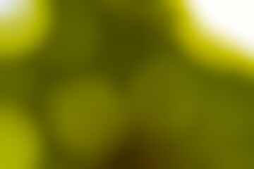 Abstract lime green texture background with soft diffused light flares