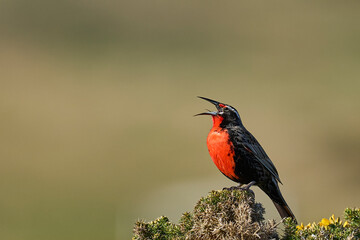 Long-tailed Meadowlark (Sturnella loyca falklandica) perched on a gorse bush on Carcass Island in the Falkland Islands