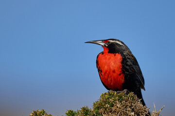 Long-tailed Meadowlark (Sturnella loyca falklandica) perched on a gorse bush on Carcass Island in the Falkland Islands