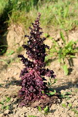 Brassica oleracea, red curly kale or borecole, shows a mature plant with deeply ruffled dark...