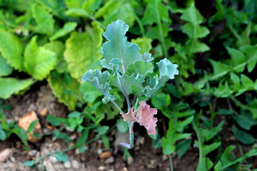 Brassica oleracea, curly kale or borecole, shows a young plant with ruffled blue-green leaves and a...