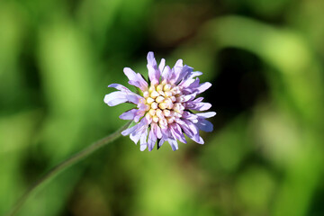 Field scabious Knautia arvensis, also known as meadow widow flower and blue buttons, displays a single lilac flower head with delicate petals on a slender stem, set against blurred green grass.