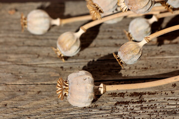 Papaver somniferum, opium poppy or breadseed poppy, displays dried seed pods with star-shaped crowns and scattered seeds, lying on weathered wooden boards in natural sunlight.