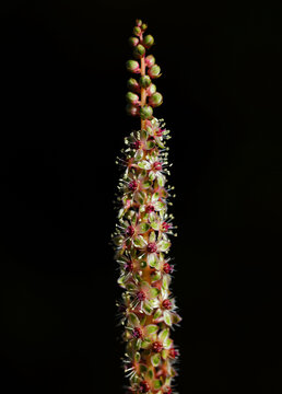 Mexican Pokeweed plant - phytolacca heterotepala against a natural shadow background. Oeiras, Portugal. Shallow selective focus for effect. Space for text.