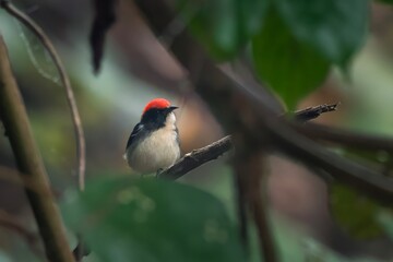 scarlet-backed flowerpecker or Cyornis poliogenys seen in Karimganj, Assam India
