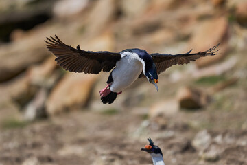 Imperial Shag (Phalacrocorax atriceps albiventer) coming in to land on the coast of Carcass Island...