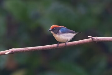 scarlet-backed flowerpecker or Cyornis poliogenys seen in Karimganj, Assam India