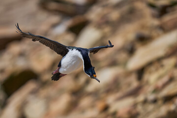Imperial Shag (Phalacrocorax atriceps albiventer) coming in to land on the coast of Carcass Island...