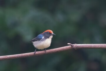 scarlet-backed flowerpecker or Cyornis poliogenys seen in Karimganj, Assam India