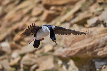 Imperial Shag (Phalacrocorax atriceps albiventer) coming in to land on the coast of Carcass Island...