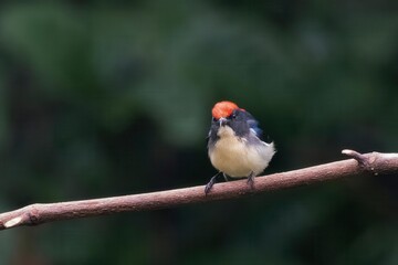 scarlet-backed flowerpecker or Cyornis poliogenys seen in Karimganj, Assam India
