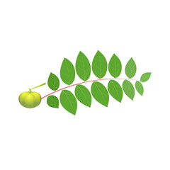 Vector illustration, a star gooseberry and leaves, EPS10 isolated on white background.