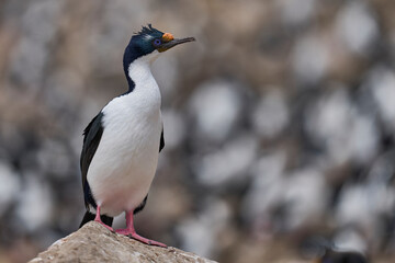 Breeding colony of Imperial Shag (Phalacrocorax atriceps albiventer) on the coast of Carcass Island in the Falkland Islands.