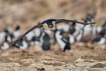 Imperial Shag (Phalacrocorax atriceps albiventer) coming in to land on the coast of Carcass Island...
