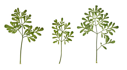 Pressed Floristry. Dry pressed Ruta graveolens leaves isolated on white background. Design element...
