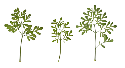 Pressed Floristry. Dry pressed Ruta graveolens leaves isolated on white background. Design element for creating oshibana, greeting cards, invitations, frames, floral postcards.