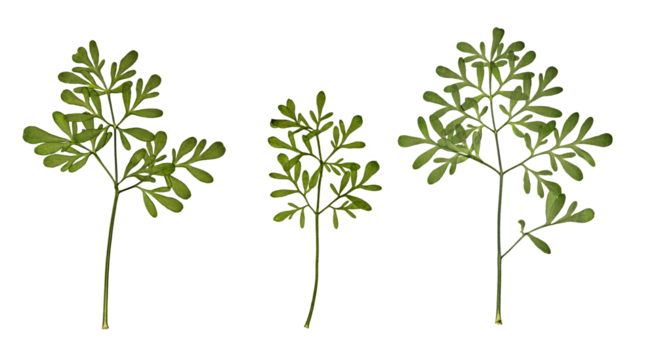 Pressed Floristry. Dry pressed Ruta graveolens leaves isolated on white background. Design element for creating oshibana, greeting cards, invitations, frames, floral postcards.