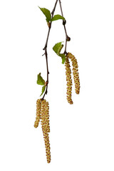 Birch branch with young leaves, catkins and birch buds isolated on white background