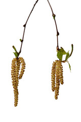 Birch branch with young leaves, catkins and birch buds isolated on white background