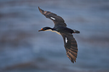 Imperial Shag (Phalacrocorax atriceps albiventer) coming in to land on the coast of Carcass Island on the Falkland Islands