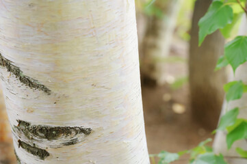 美しい北海道の白樺林