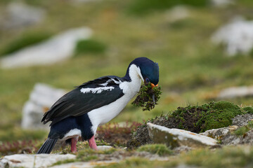Imperial Shag (Phalacrocorax atriceps albiventer) collecting nesting material on the coast of Carcass Island in the Falkland Islands.