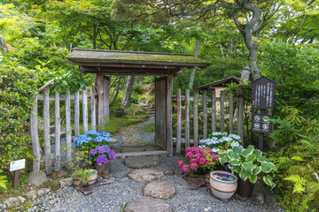 箱根強羅公園の紫陽花