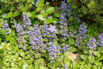 close-up of ajuga reptans or bugleweed with foliage in the park