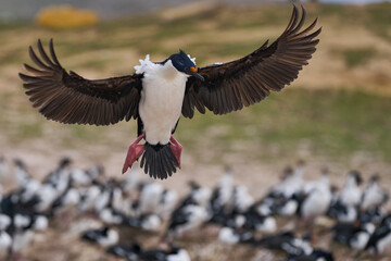 Imperial Shag (Phalacrocorax atriceps albiventer) coming in to land on the coast of Carcass Island...