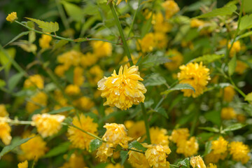 close-up of Kerria japonica, a deciduous shrub in the rose family, with bright yellow pom-pom, flowers, blooming in spring
