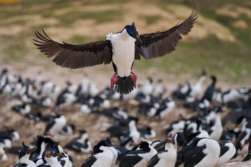 Imperial Shag (Phalacrocorax atriceps albiventer) coming in to land on the coast of Carcass Island...