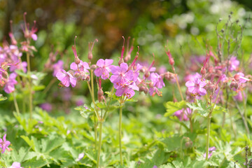 Geranium macrorrhizum close-up in the park