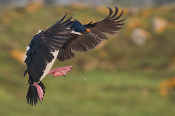 Imperial Shag (Phalacrocorax atriceps albiventer) coming in to land on the coast of Carcass Island...