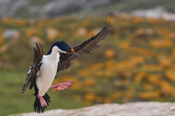 Imperial Shag (Phalacrocorax atriceps albiventer) coming in to land on the coast of Carcass Island...