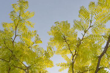 green leaves against blue sky (honey locust, or Gleditsia triacanthos)
