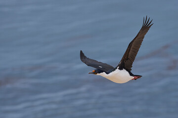 Imperial Shag (Phalacrocorax atriceps albiventer) coming in to land on the coast of Carcass Island on the Falkland Islands