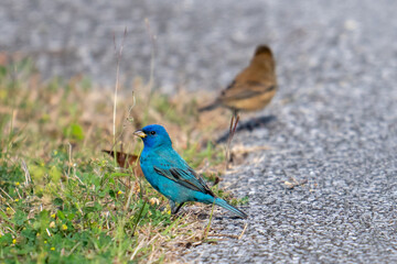 Indigo Buntings