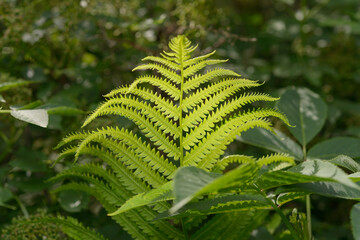  partly backlit garden fern frond in spring