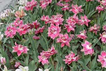 busted out double hot pink tulips with faded appeal in the park, spring time